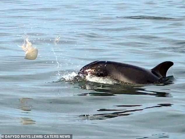 ▲英國男子出海時驚見海豚在玩水母。（圖／翻攝自Daily Mail）