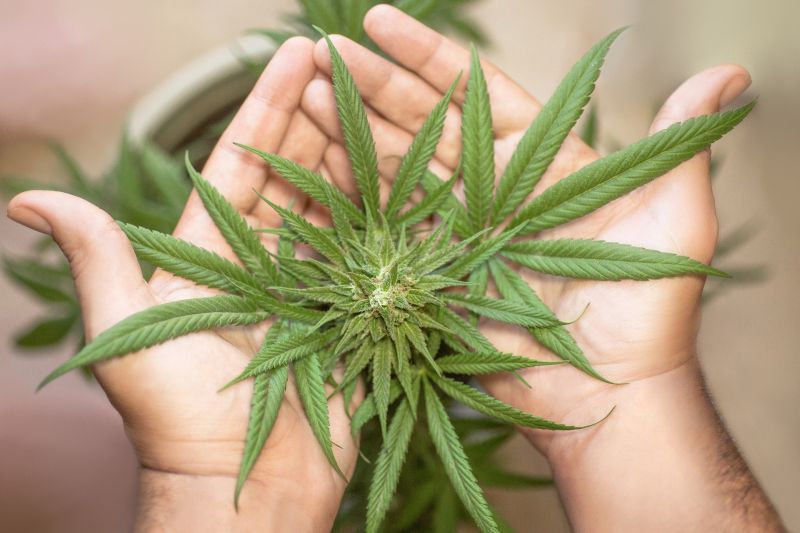 ▲泰國推動大麻除罪化,鼓勵民眾自家種植。(圖/美聯社/達志影像)
