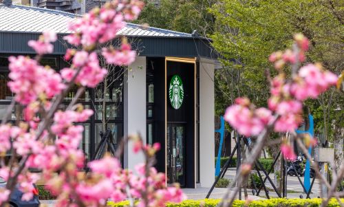 ▲星巴克林口中山門市，才開幕就有最美櫻花星巴克美稱。（圖／星巴克提供）