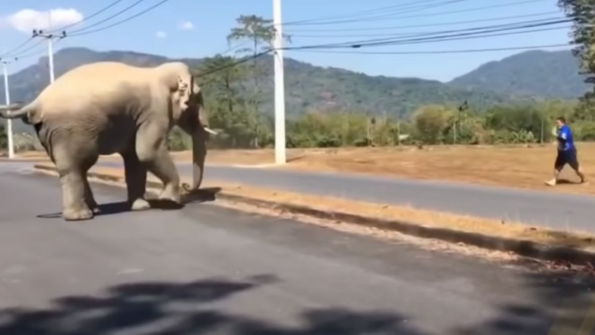 ▲泰國當地的野生大象誤闖馬路中央。（圖／取自《เรื่องเล่าเช้านี้》YT）