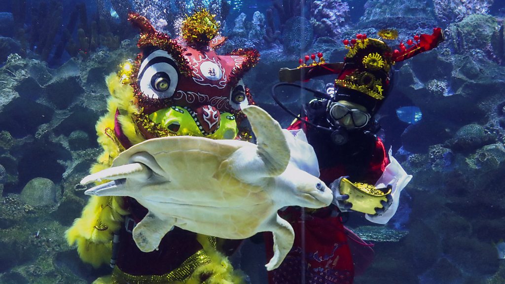 ▲馬來西亞的中城水族館（Aquaria KLCC）帶來讓人眼睛一亮的水中舞獅表演。（圖／美聯社／達志影像）
