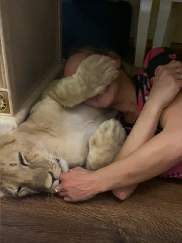 ▲這天小獅子「Chander」躺在地板上翻肚，一隻手遮住馬麻娜塔莉亞的臉，一邊吸著她的手指頭。（圖／AP＋Caters TV MRSS）