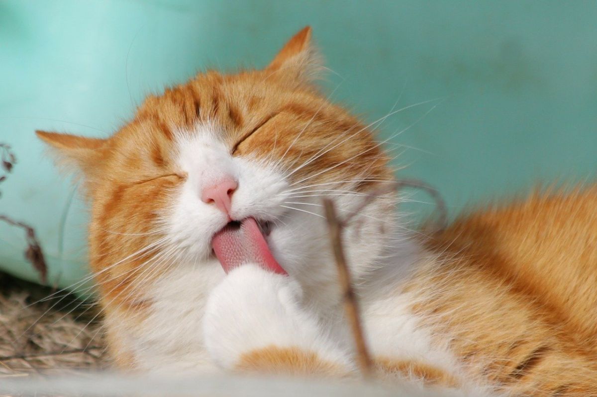 涉利用貓咪詐領退稅逾2千萬　日本寵物業者遭逮