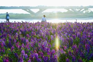 ▲延平河濱公園受封為「北市最美的水岸花海」，色彩繽紛超夢幻。（圖／北市工務局提供）