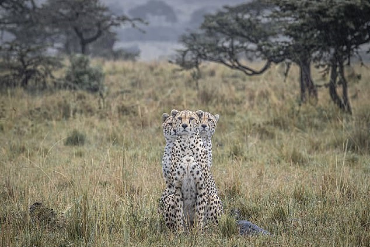 ▲英國一名野生動物攝影師在肯亞的馬賽馬拉保護區拍到罕見的「三頭豹」畫面。（圖／Paul Goldstein/SWNS）