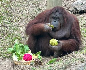 ▲紅毛猩猩「咪咪」當場就大快朵頤享用水果大餐，開心接受大家的祝福。（圖／高市府觀光局提供）