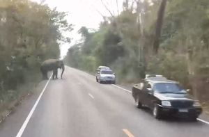 ▲這頭野生大象就像警察般站在道路中央，封鎖了這條車道。（圖／AP+ Newsflare） 