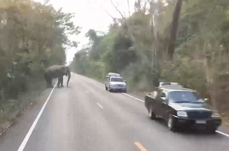 ▲這頭野生大象就像警察般站在道路中央，封鎖了這條車道。（圖／AP  Newsflare） 