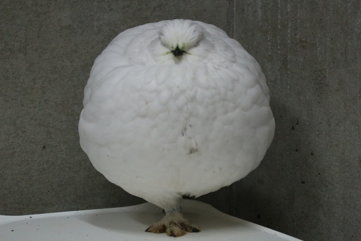 ▲日本市立大町山岳博物館附屬動植物園日前分享「國寶鳥」的照片，看起來像極了「白色大福」。（圖／Twitter帳號389fuzokuen）