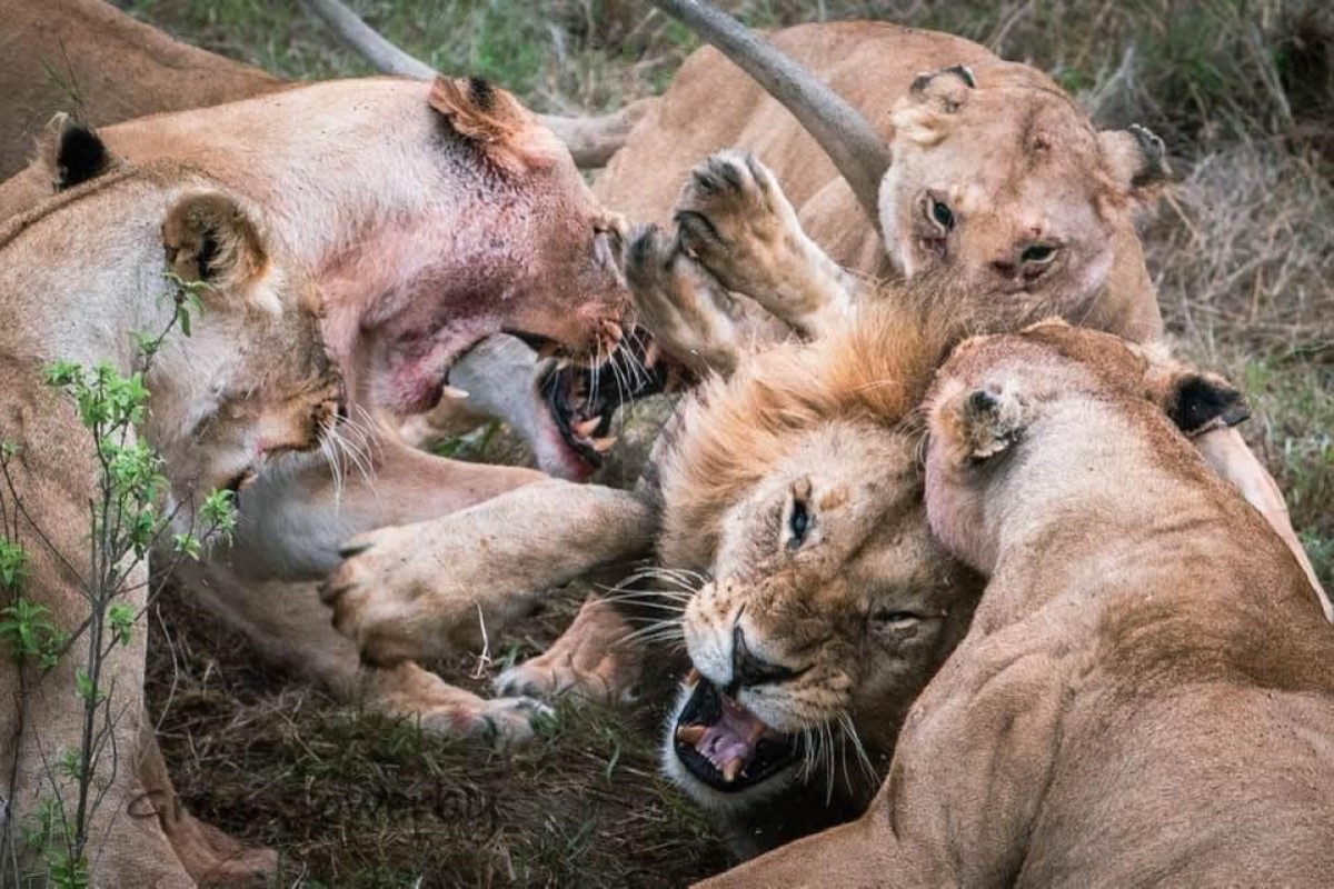 ▲就說不要惹媽媽！白目公獅搶小孩食物，慘遭母獅群「破蛋」攻擊。（圖／Facebook：Gren Sowerby Photography-Yap Yap images） 