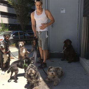 ▲萊恩總是帶著一群狗狗上街，非常吸睛。（圖／Instagram：ryanfordogs）
