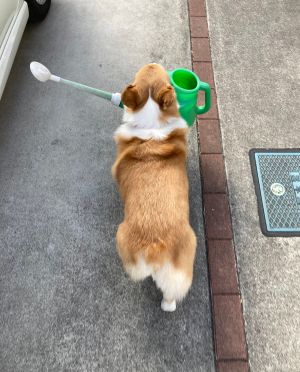▲狗狗幫忙叼著澆水器一起去澆花。（圖／Twitter：BELL_1030）