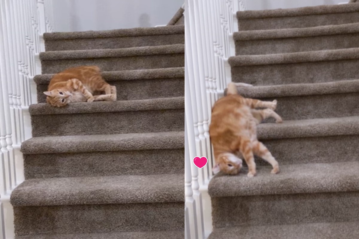 ▲國外一隻貓咪從樓梯「滑下來」！（圖／Youtube帳號ViralHog）
