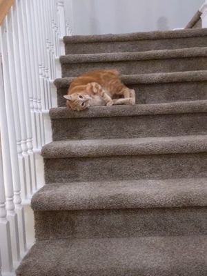 ▲這天「馬卡洛尼」躺在家中樓梯上。（圖／Youtube帳號ViralHog）