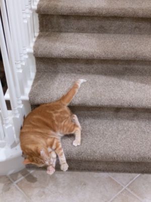 ▲馬卡洛尼：滑樓梯好好玩喔！偶是不是很棒棒啊？（得意地咬手手）（圖／Youtube帳號ViralHog）