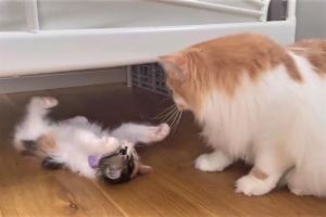 ▲兩隻貓咪經常在家裡互相捉弄。（圖／Twitter帳號potechi_nikki）