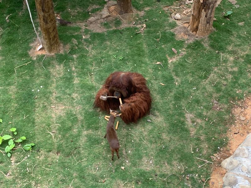 ▲新竹動物園表示，過去一年間兩種動物相處狀況良好。（圖／臉書：新竹市立動物園 Hsinchu Zoo）