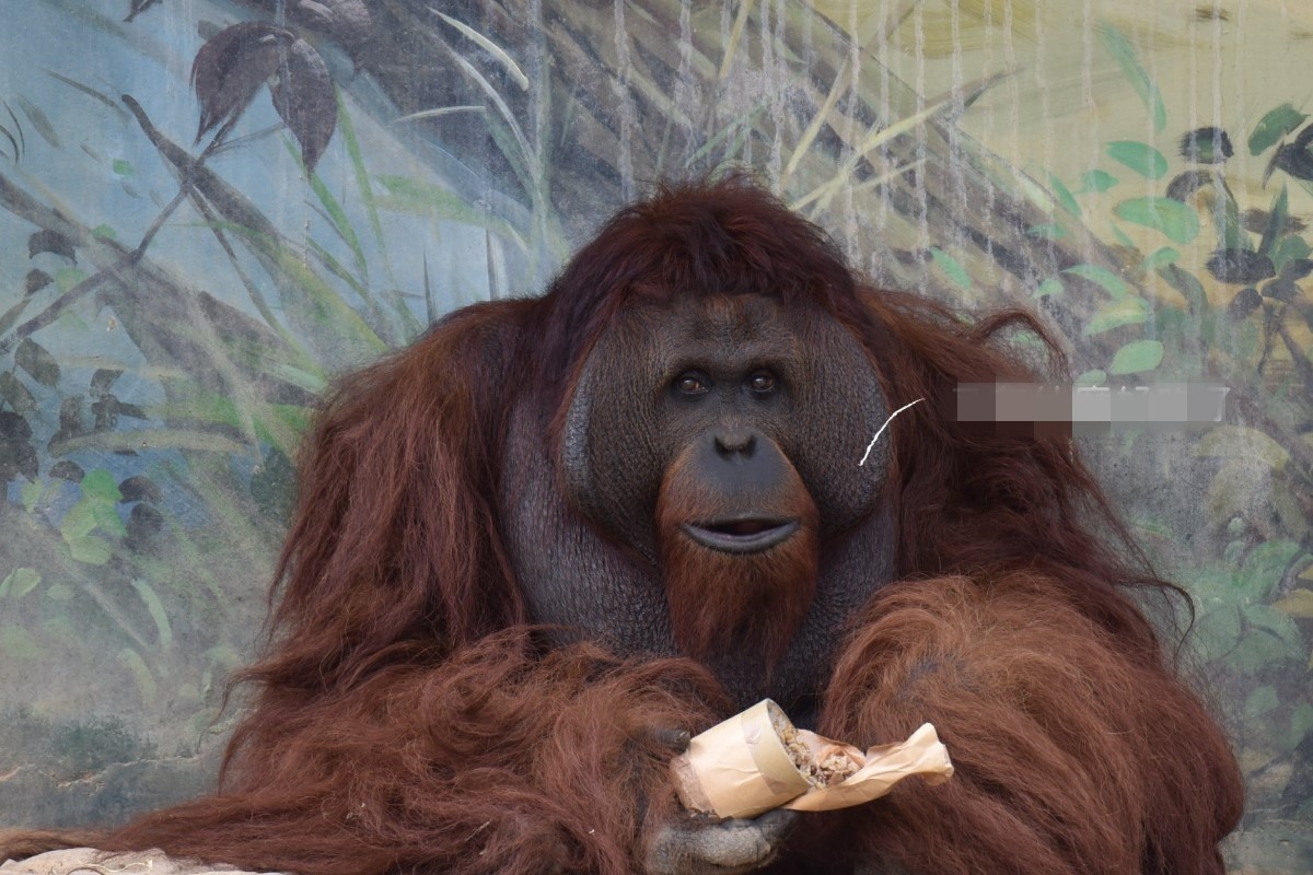 新竹動物園「山羌霸凌案」反轉！網提證據：猩猩已忍很久