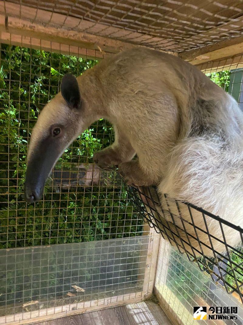 ▲王宥忻在家養了一隻食蟻獸。（圖／記者臺孝婷攝）