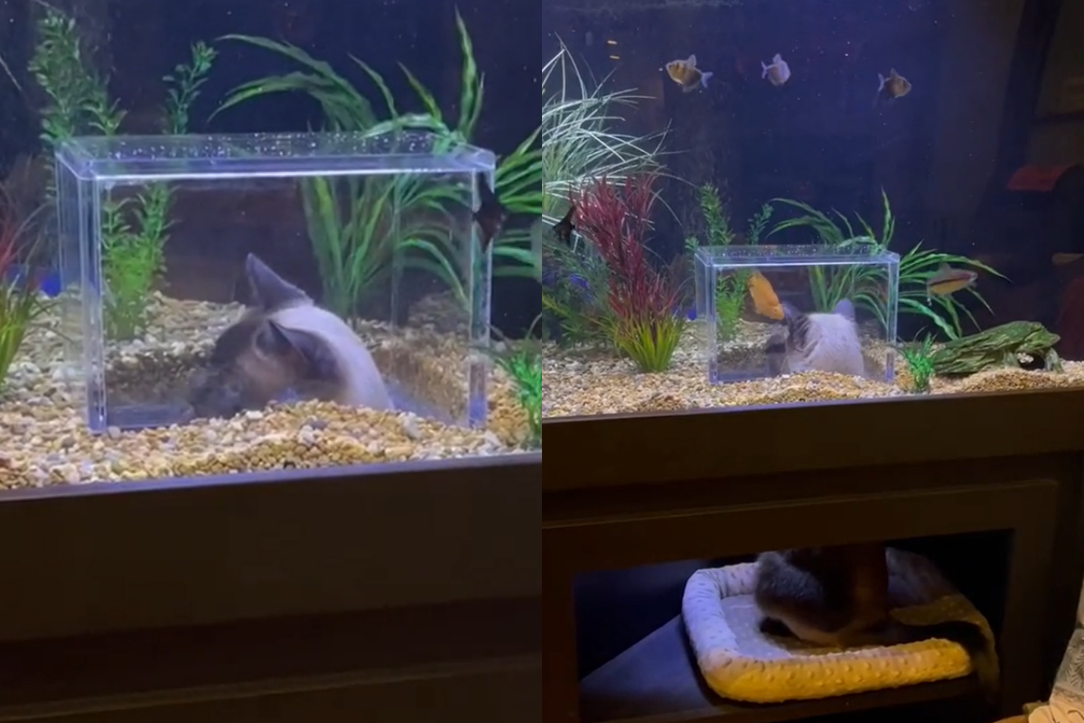 這魚缸讓貓「沉浸式摸魚」!牠眼睛閃亮超興奮:好快樂