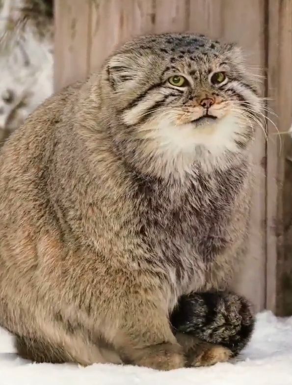 雪好冰怎麼辦？憨胖兔猻1招「踩踩」萌翻人：肉球暖呼呼 | 寵毛星球 | 生活 | NOWnews今日新聞