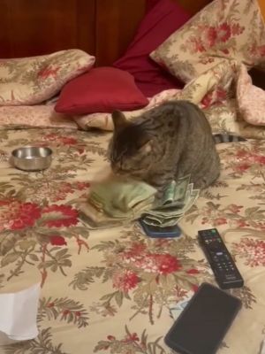 ▲這天原PO家的虎斑貓正在床上撥著一疊鈔票。（圖／TikTok帳號theogsimshady）