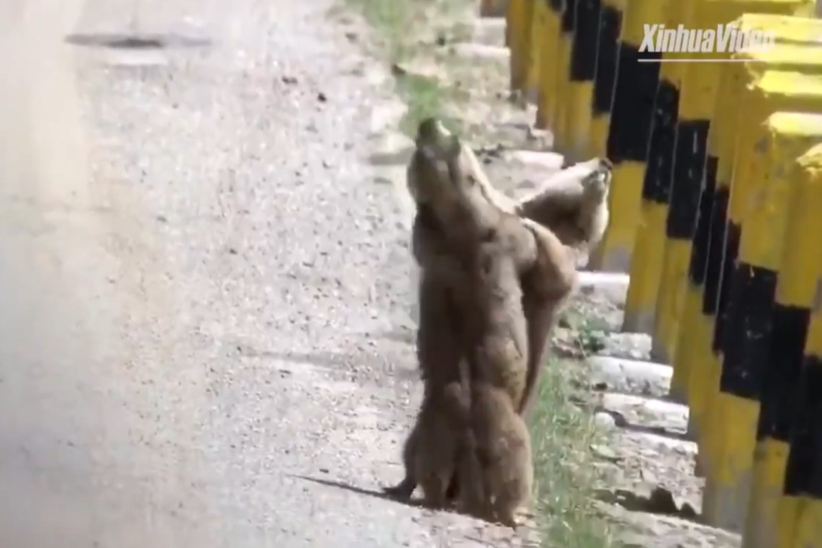 ▲中國甘肅省有一對土撥鼠在馬路邊打架。（圖／Twitter帳號XHJapanese）
