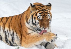 虎年添心酸　中國野生虎只剩55隻
