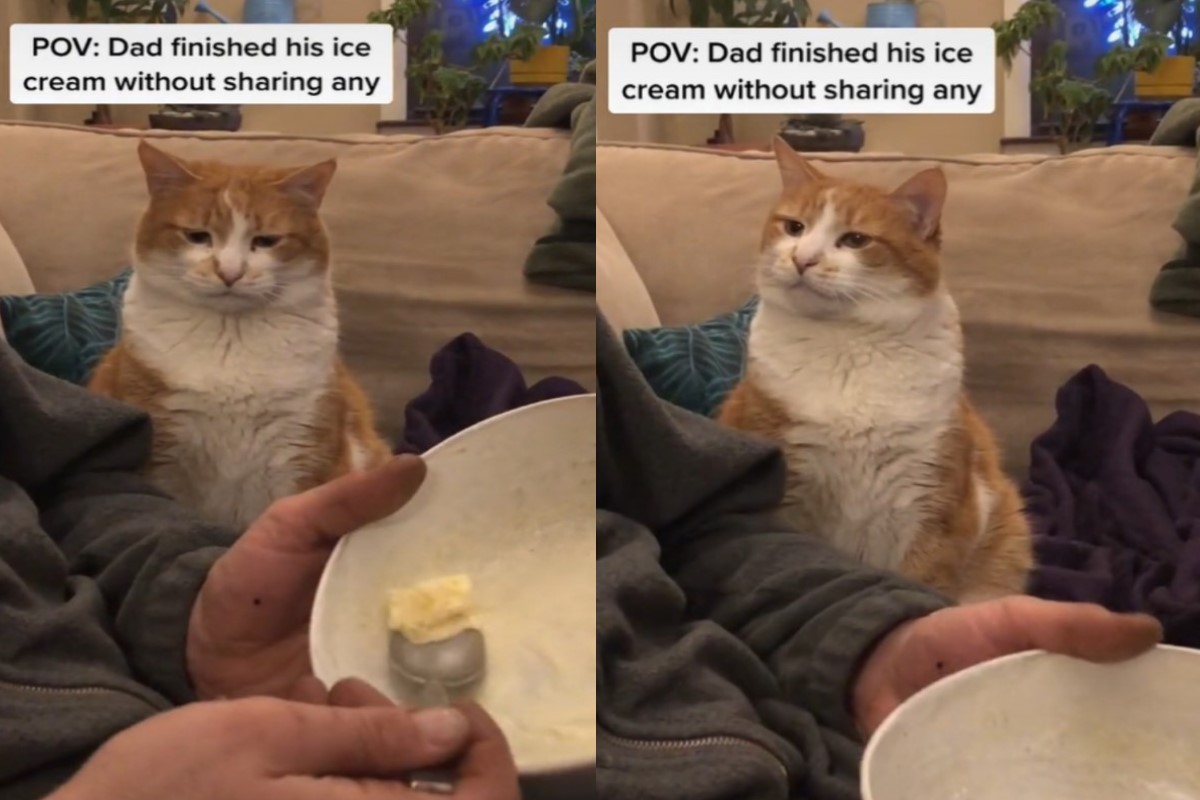 橘白貓看爸吃冰「一口都不分」！滿臉哀怨：你的良心呢？
