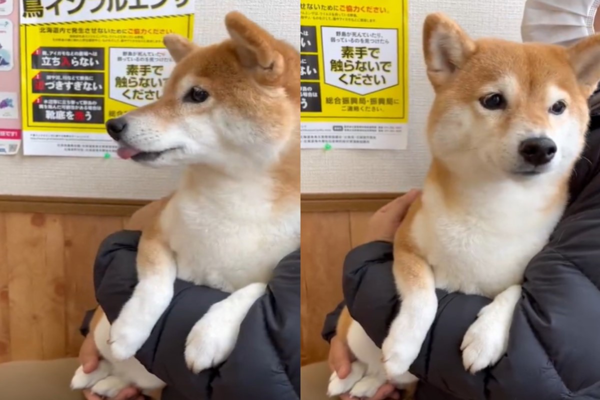 ▲北海道一隻柴犬到動物醫院打疫苗時，因為太害怕而不停發抖。（圖／Twitter帳號RLa7gXrQBYxIl3x）