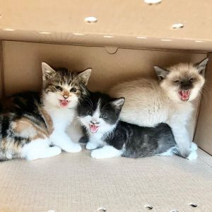 ▲貓咪救援組織Baby Kitten Rescue (BKR) 在1個多月前接獲三隻小幼貓，牠們非常不親人，只要一看見人就狂哈氣！（圖／IG帳號thekittensfoster）
