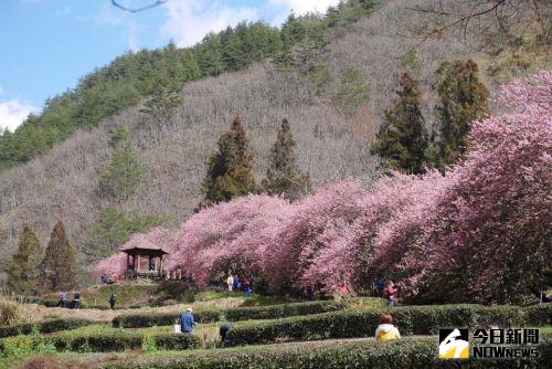 ▲武陵農場櫻花盛開。（圖／記者顏真真攝）