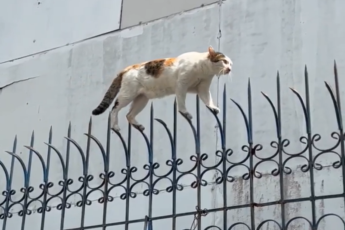 ▲貓咪踩著細長鐵條緩速通過高牆，網友全看傻：「好功夫啊！」（圖／Facebook：ViralHog ） 