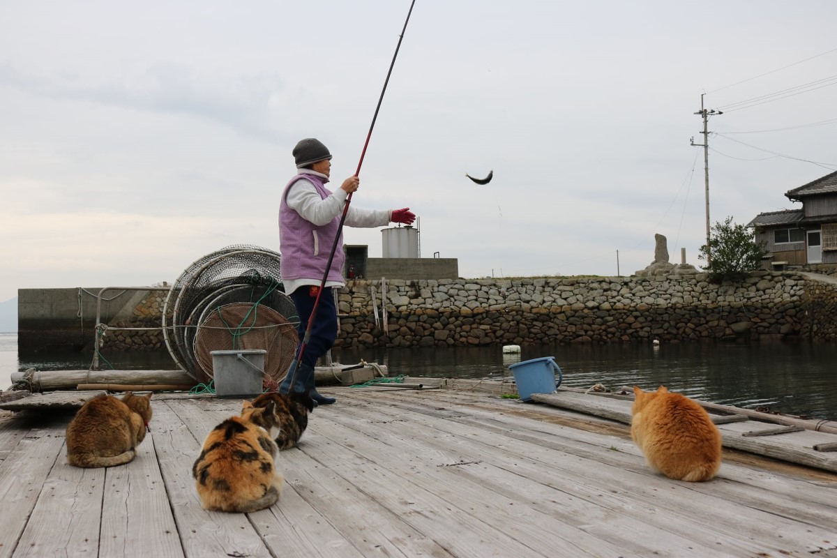 ▲人類忙著釣魚，貓監工也在一旁忙著督促：「午餐靠你了！」（圖／Facebook：猫の島　青島物語 Cat Island Aoshima）