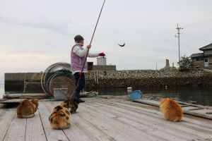 ▲三隻貓貓窩在一旁監督島民釣魚。（圖／Facebook：猫の島　青島物語 Cat Island Aoshima）