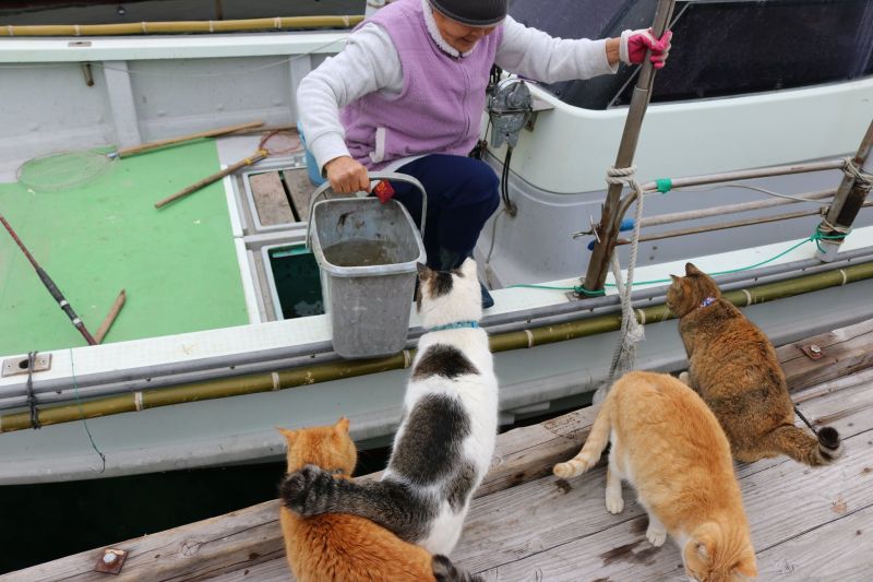 ▲大家都相當期待人類的垂釣成果。（圖／Facebook：猫の島 青島物語 Cat Island Aoshima）