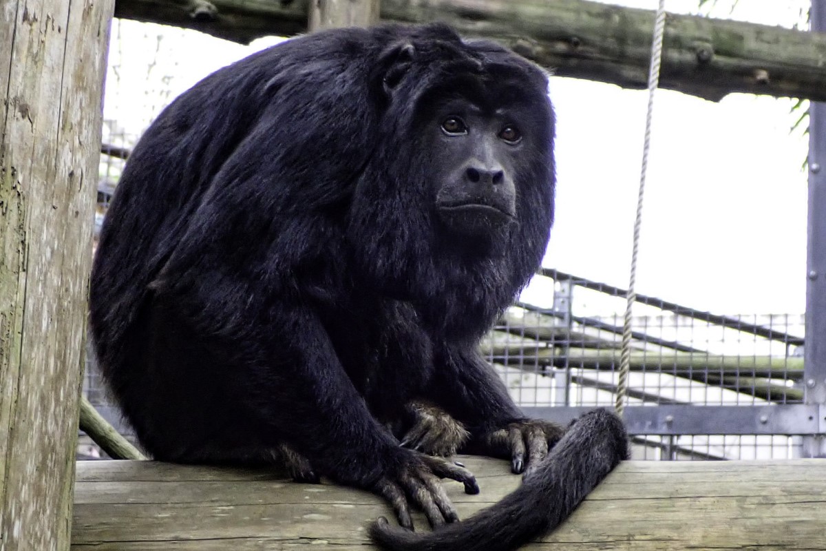 動物園訓練有成！帥氣黑吼猴「貼心有禮」：吃飯也不搶喔

