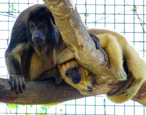 ▲黑吼猴的個性很溫馴，親子間感情十分融洽，牠們平日裡總是依偎在一起休息。（圖／臺北市立動物園授權提供） 