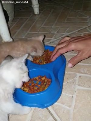 ▲這天兩隻小貓正在吃飯，奴才突然將手湊過去。（圖／TikTok帳號denise_nunes14）