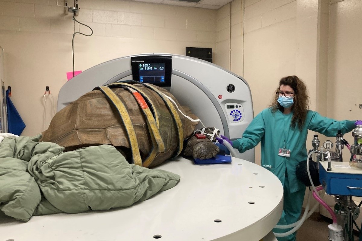 ▲美國賓德動物園Binder Park Zoo有一隻85歲、重達272公斤的象龜照電腦斷層掃描，罕見畫面曝光。（圖／FB帳號binderparkzoo）