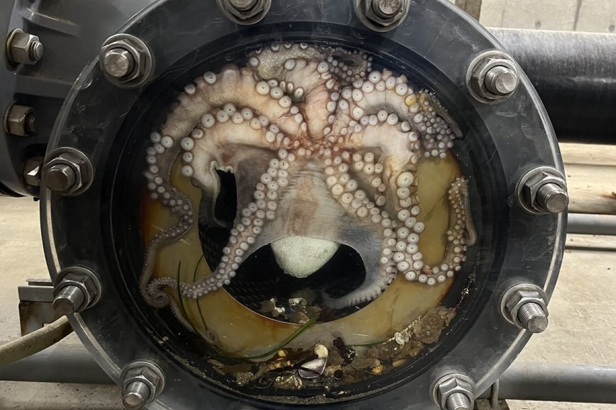 ▲日本的海生館在海水館中發現野生章魚，網友爆笑：「牠不想努力了？」（圖／Twitter：aquamarinestaff） 