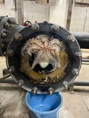 ▲人員在海水管中的過濾器中發現一隻野生章魚。（圖／Twitter：aquamarinestaff）