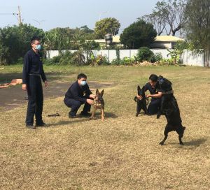 ▲內政部警政署保安警察第3總隊警犬分隊積極加強警犬訓練工作。(圖／記者黃守作攝，2022.02.08)