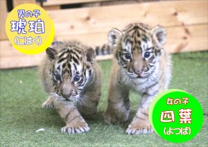 ▲秋吉台自然動物公園喜迎一對老虎雙胞胎。（圖／Twitter：aki_safariland）
