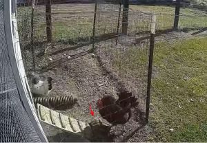 ▲英勇的公雞打敗了想將母雞捉走的老鷹。（圖／Facebook：Sunset Farm）