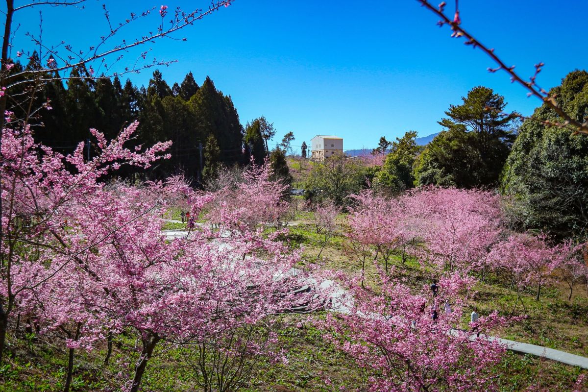 ▲福壽山農場「千櫻園」將於12日開園，預估228連假時，千櫻園花開將達到最盛況(圖／參山處提供2022.2. 10)