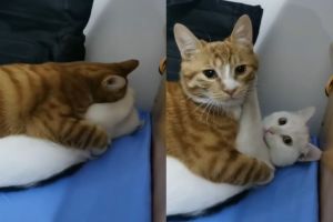 逮到了！貓咪「熱情擁吻」被抓包　當場定格：看什麼啦
