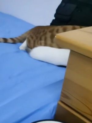 ▲這天飼主看見貓咪們在床上的角落不知道在做什麼。（圖／IG帳號cutecatonline）