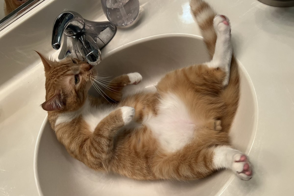 太chill！橘貓躺洗臉盆喝水　飼主笑：想順便泡澡嗎？
