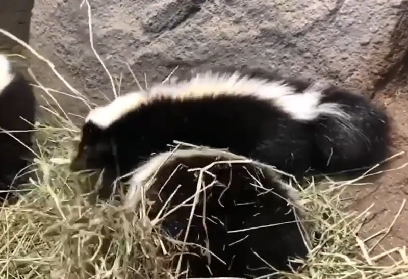 ▲臭鼬：天吶！這些草好壞！怎麼自己跑掉了？（圖／Facebook：神戶動物王國 Kobe Animal Kingdom） 